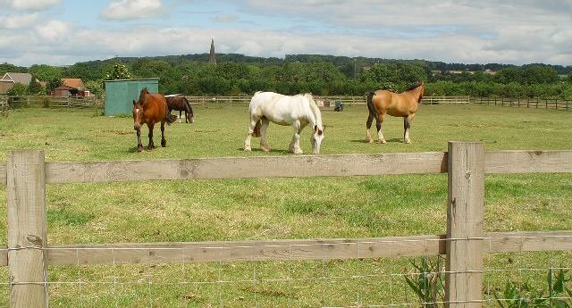 File:Grazing for Horses, North Ferriby - geograph.org.uk - 538382.jpg