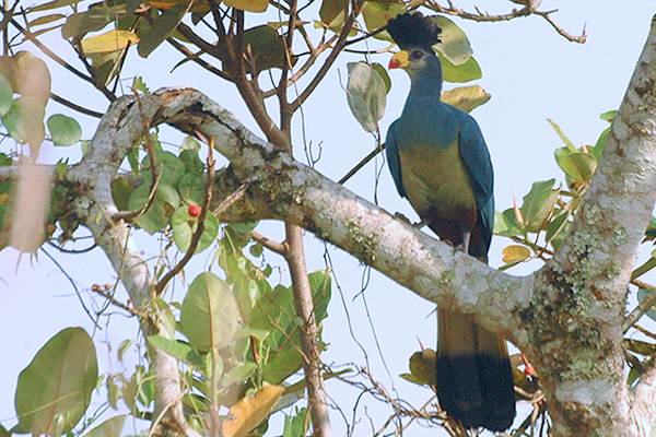 File:Greatbluturaco.jpg