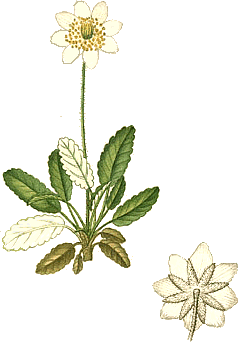 Holtasoley-1831.gif