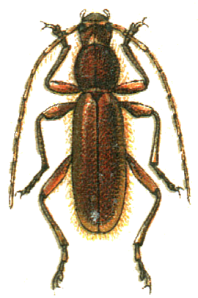 Hybometopia starcki