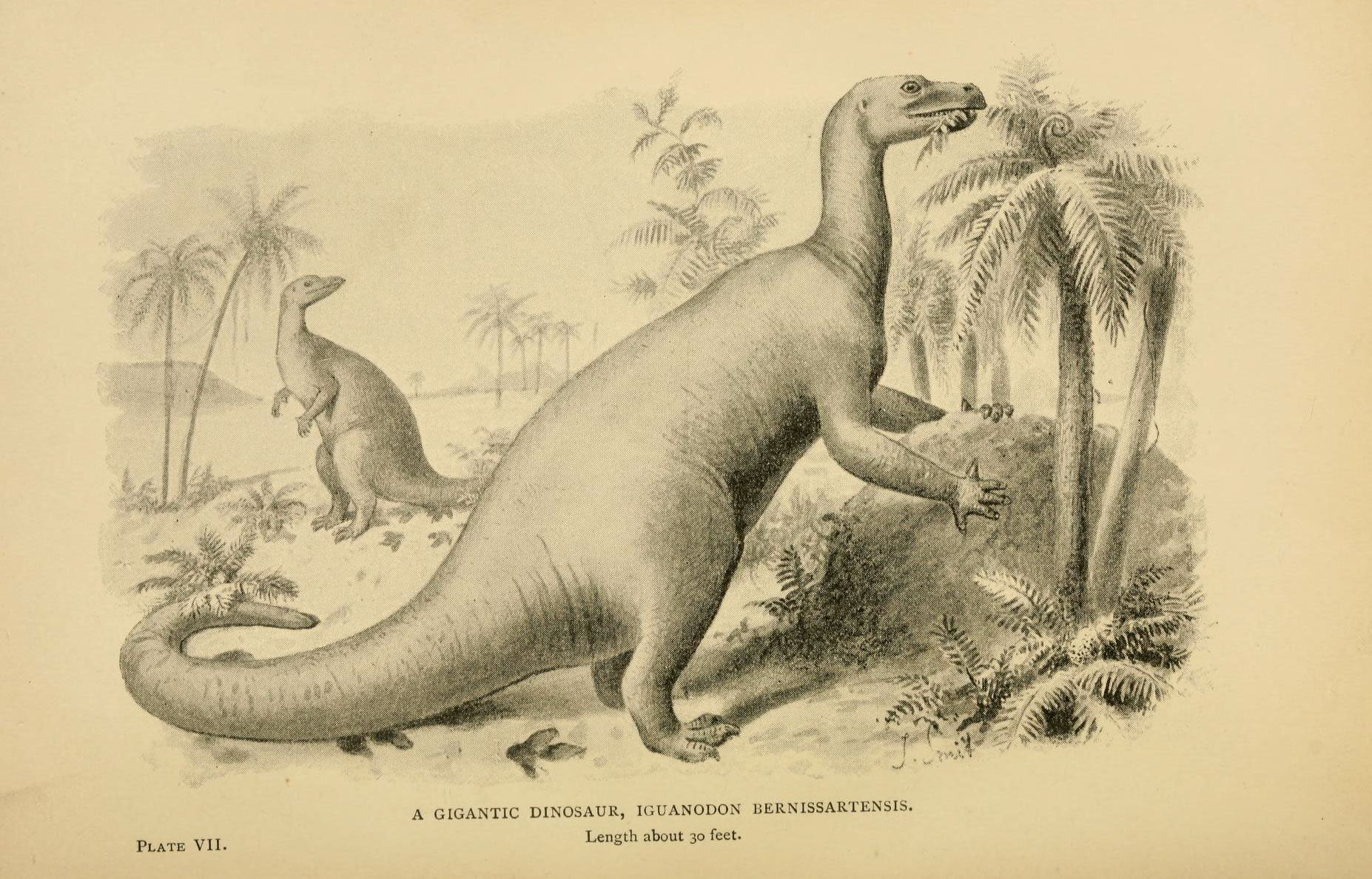 Reconstitution de l'iguanodon