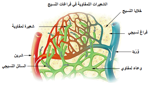 File:Illu lymph capillary ar.png