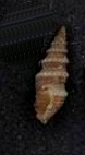 <i>Inquisitor radula</i> Species of gastropod