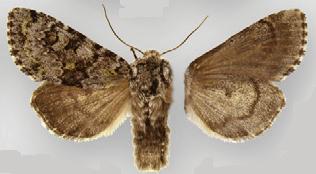 <i>Lasionycta mutilata</i> Species of moth