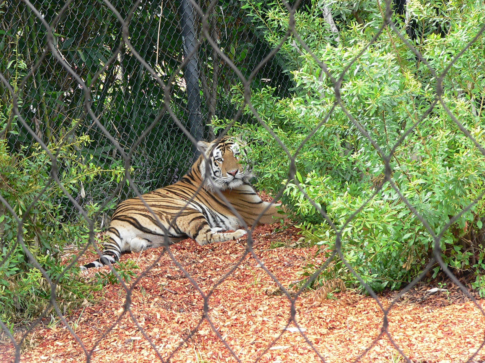 File:Tiger Mascot.svg - Wikipedia