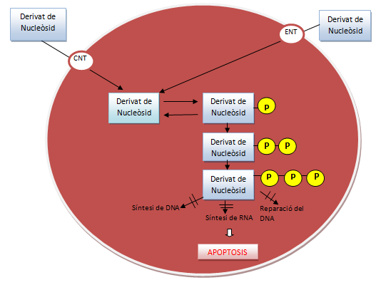 File:Mec. de acció DN.png