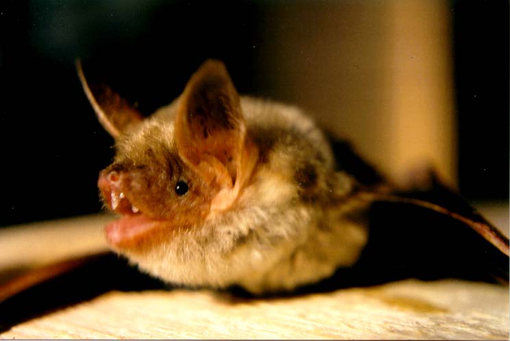 The average adult weight of a Greater mouse-eared bat is 25 grams (0.06 lbs)