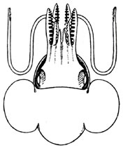 <i>Nectoteuthis pourtalesi</i> Species of mollusc