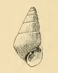 <i>Odostomia mauritiana</i> Species of gastropod