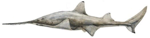 File:Onchopristis numidus.png