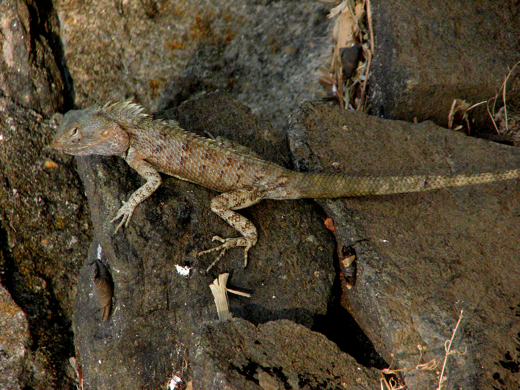 FileOriental Garden Lizard Indiajpg Wikimedia Commons