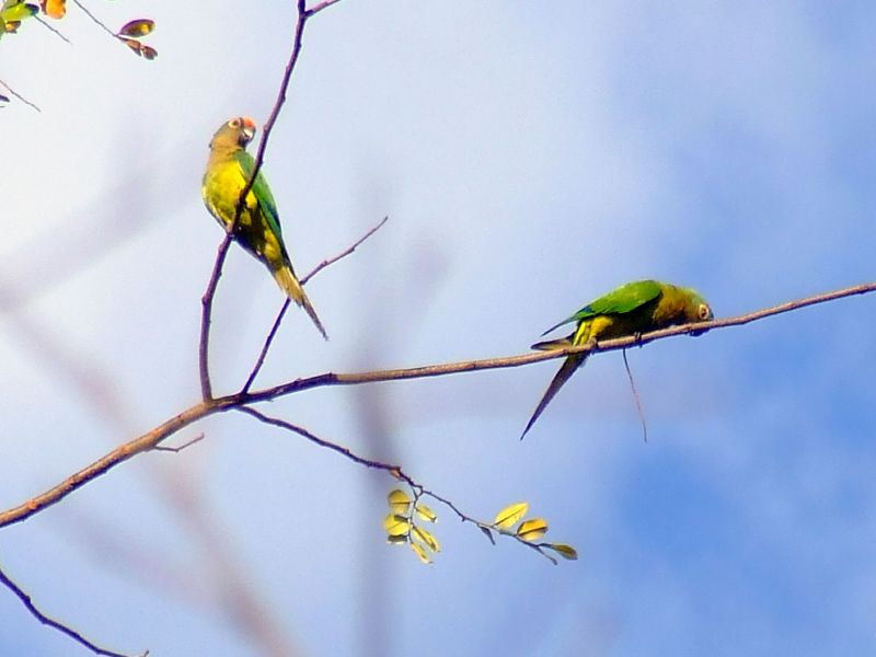 File:Peach-fronted Parakeet (Aratinga aurea)-3.jpg