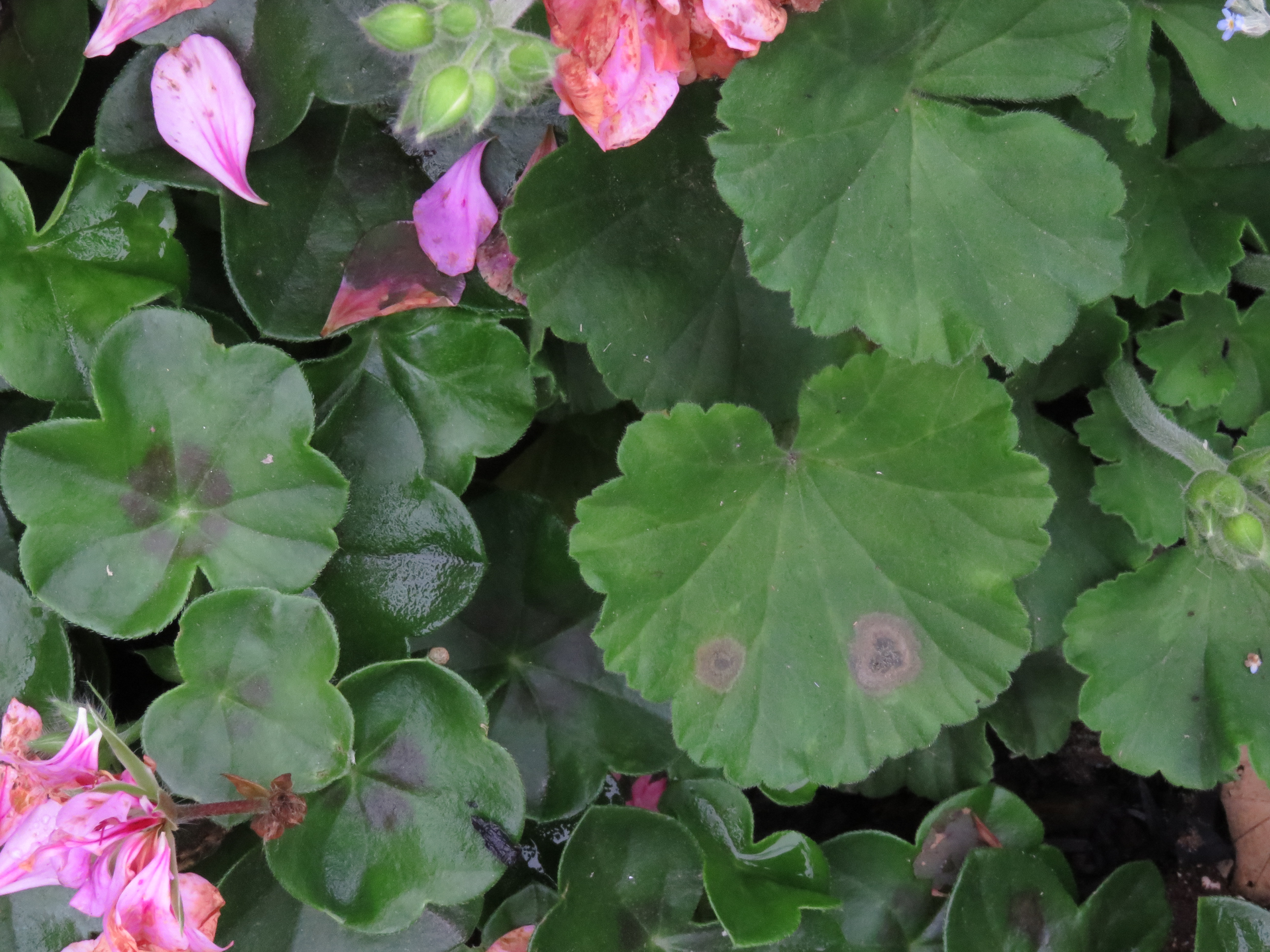 Хлороз пеларгонии. Эдема плющелистной пеларгонии. Pelargonium fragrans. Пеларгония плющелистная. Пеларгония contrast.