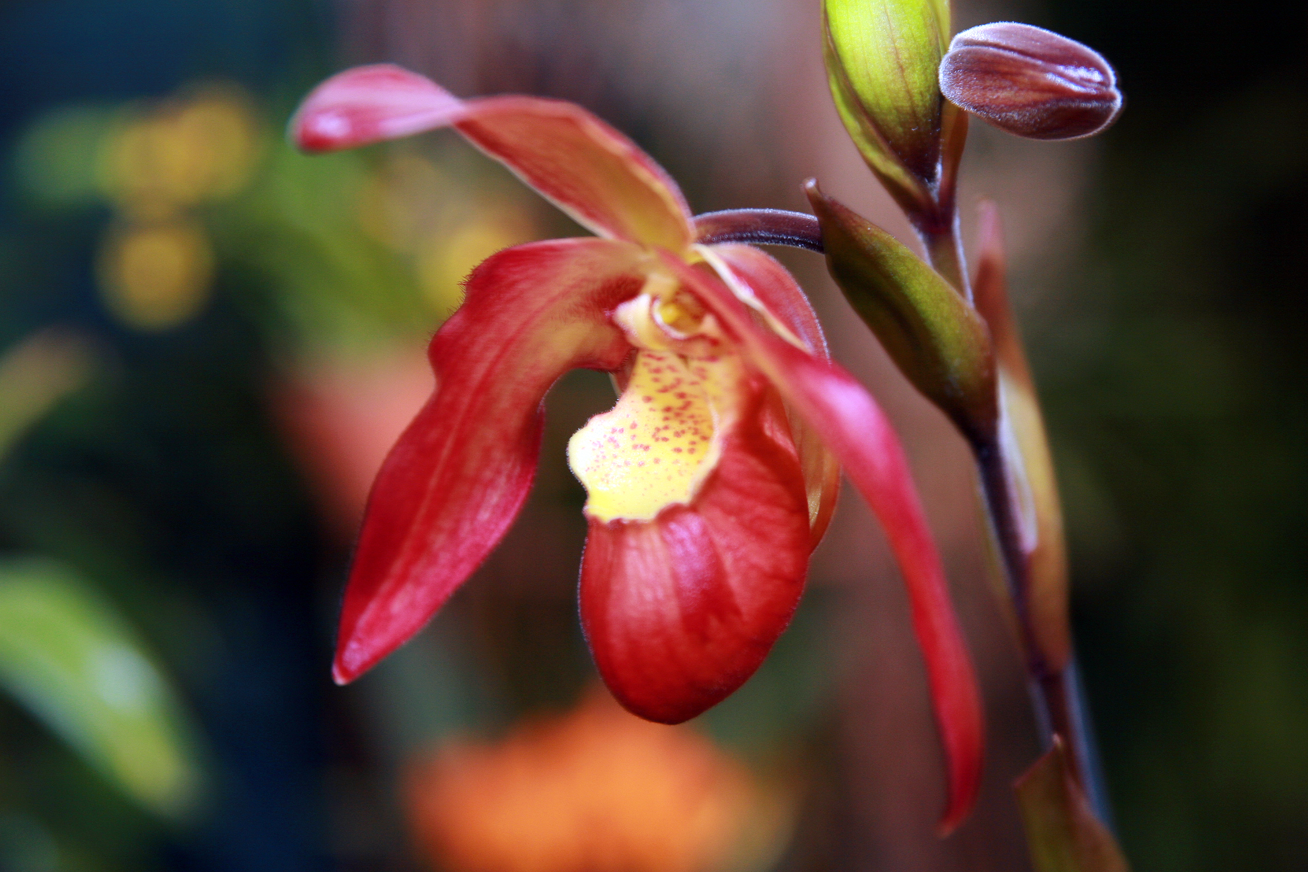 Орхидея Эмбер