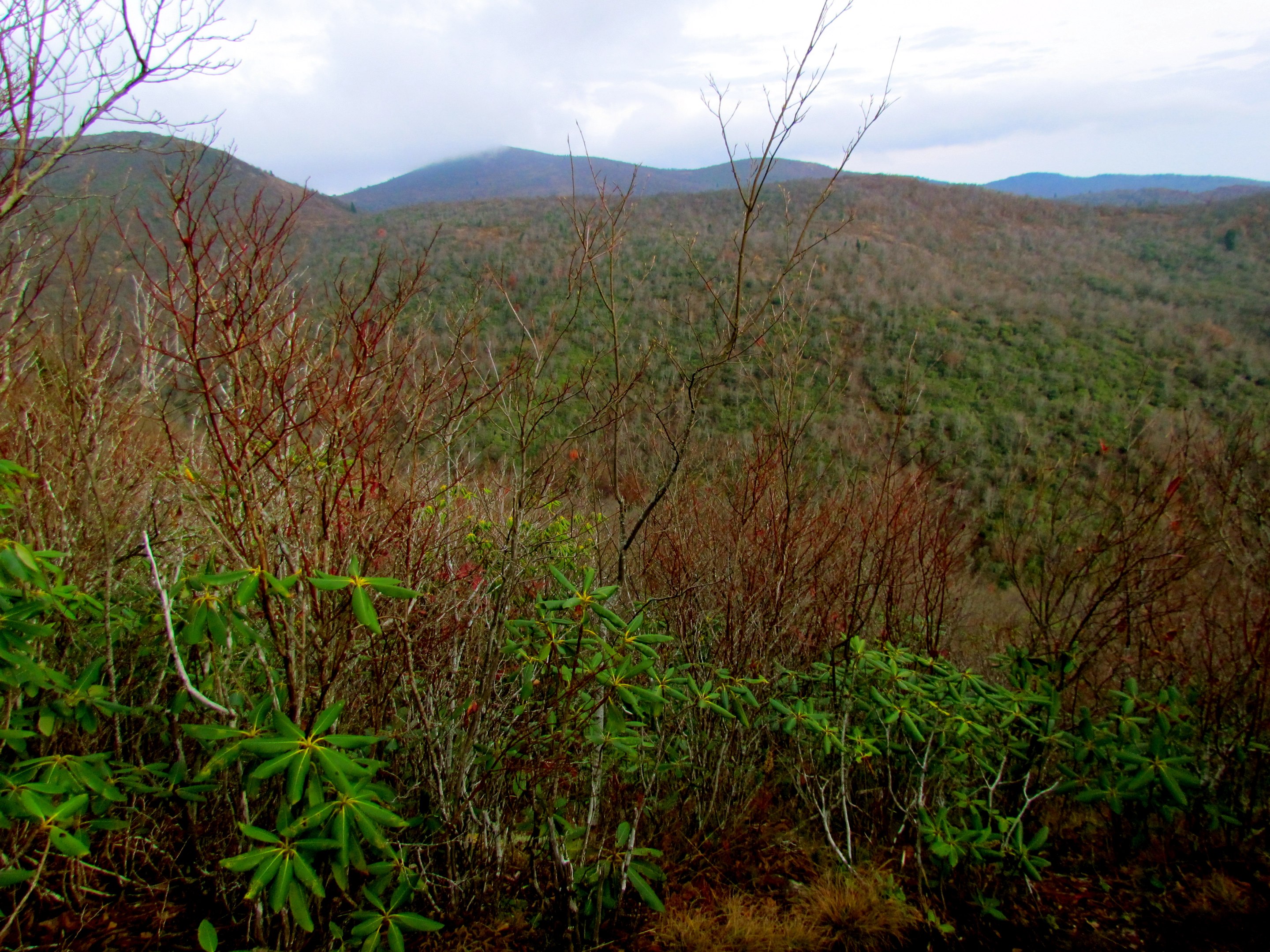 Pisgah National Forest