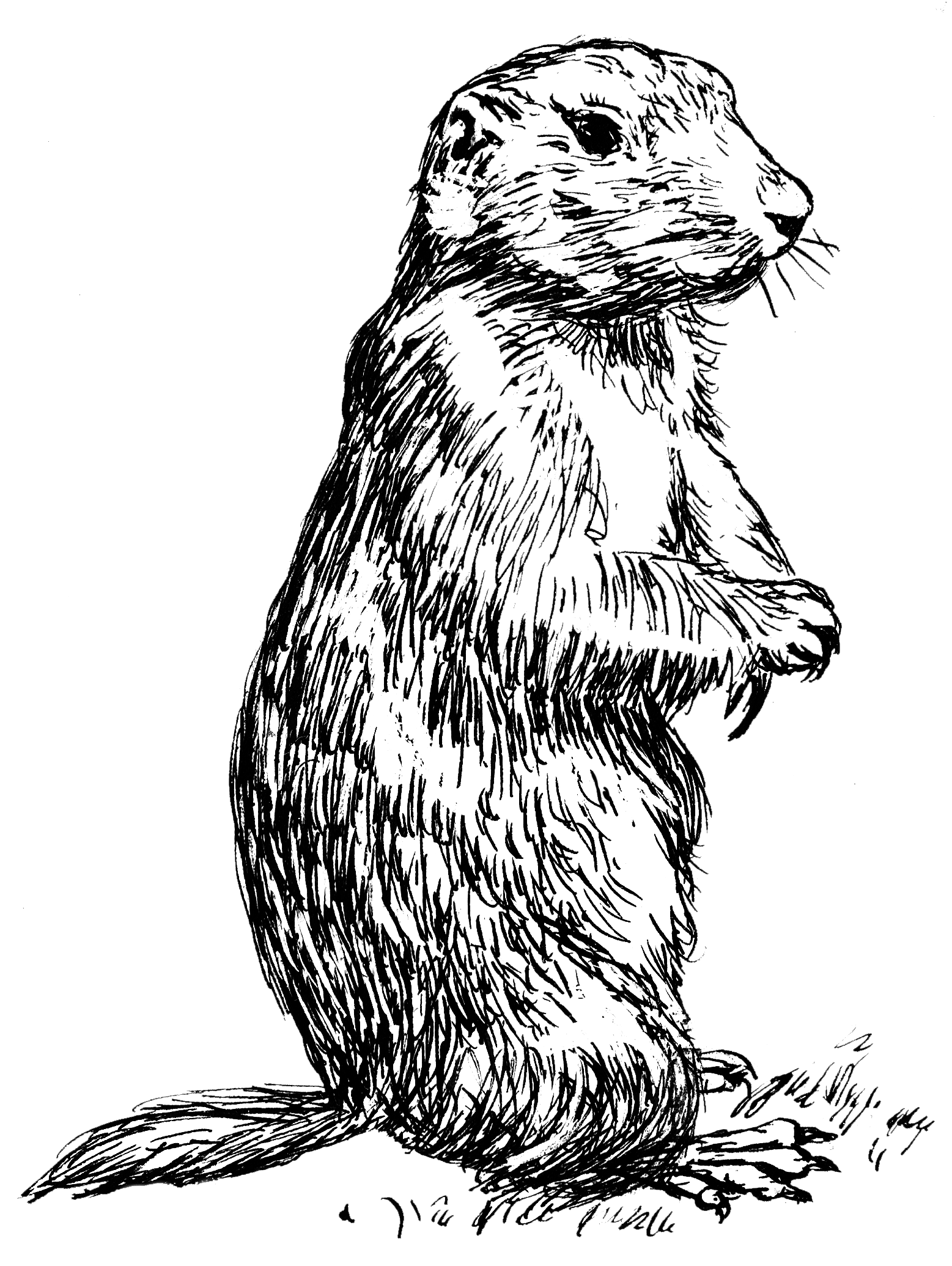 black tailed prairie dog drawing