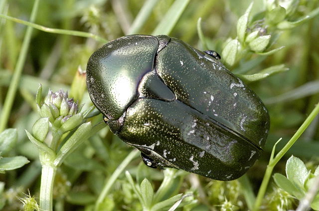 File:Protaetia.cuprea.jpg