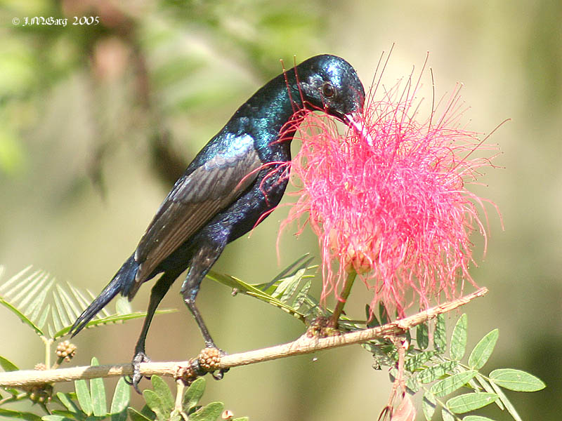 File:Purple Sunbird (Breeding Male) I- Kolkata IMG 7852.jpg