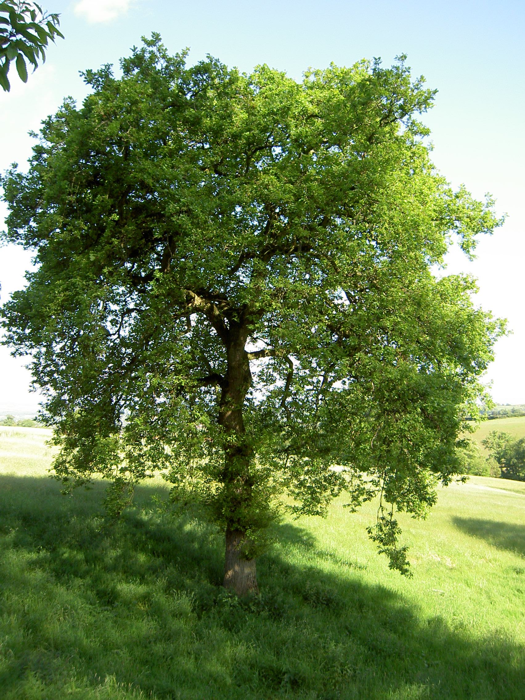 Дуб черешчатый (Quercus Robur)