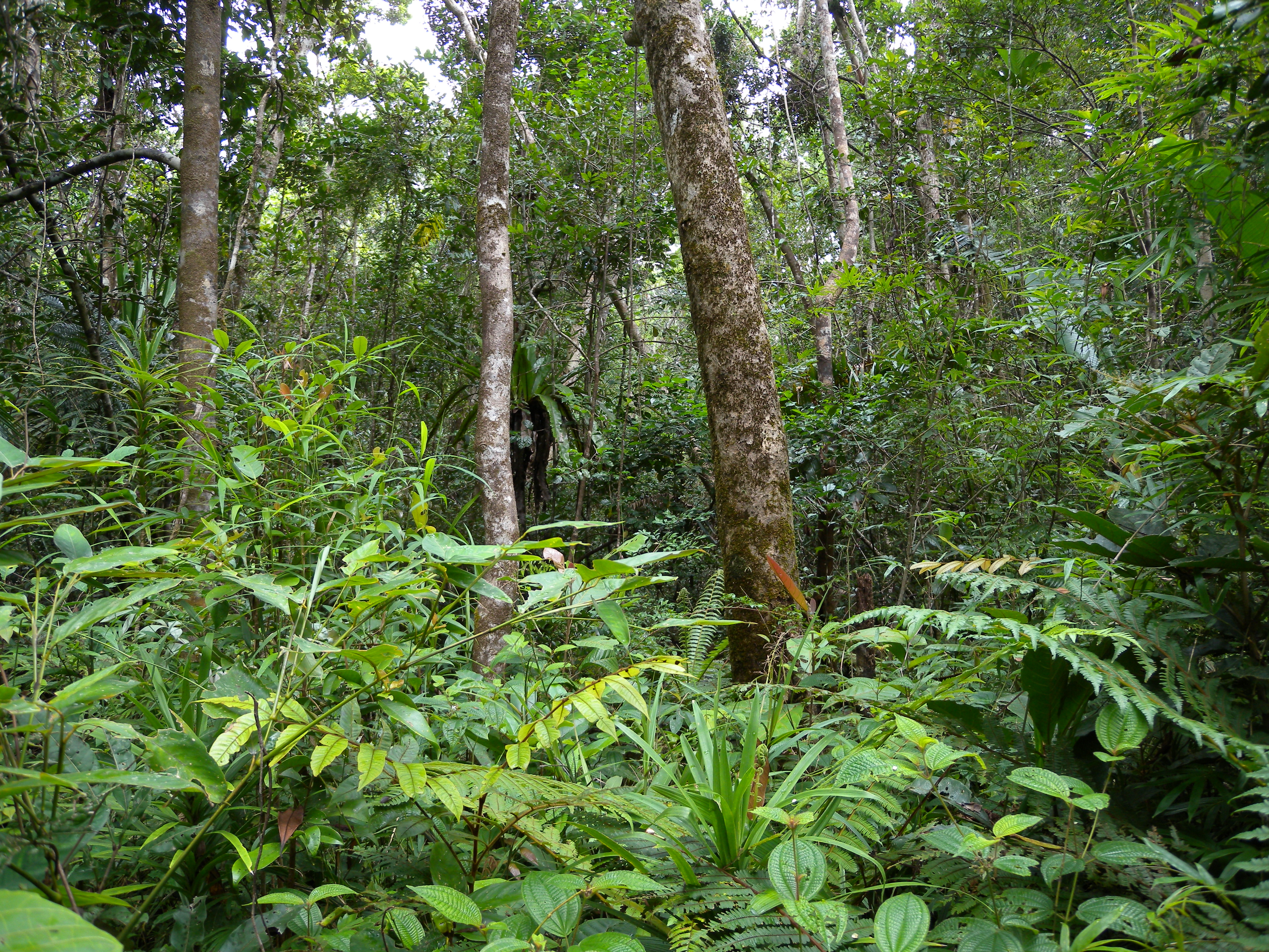 Rừng mưa nhiệt đới – Wikipedia tiếng Việt