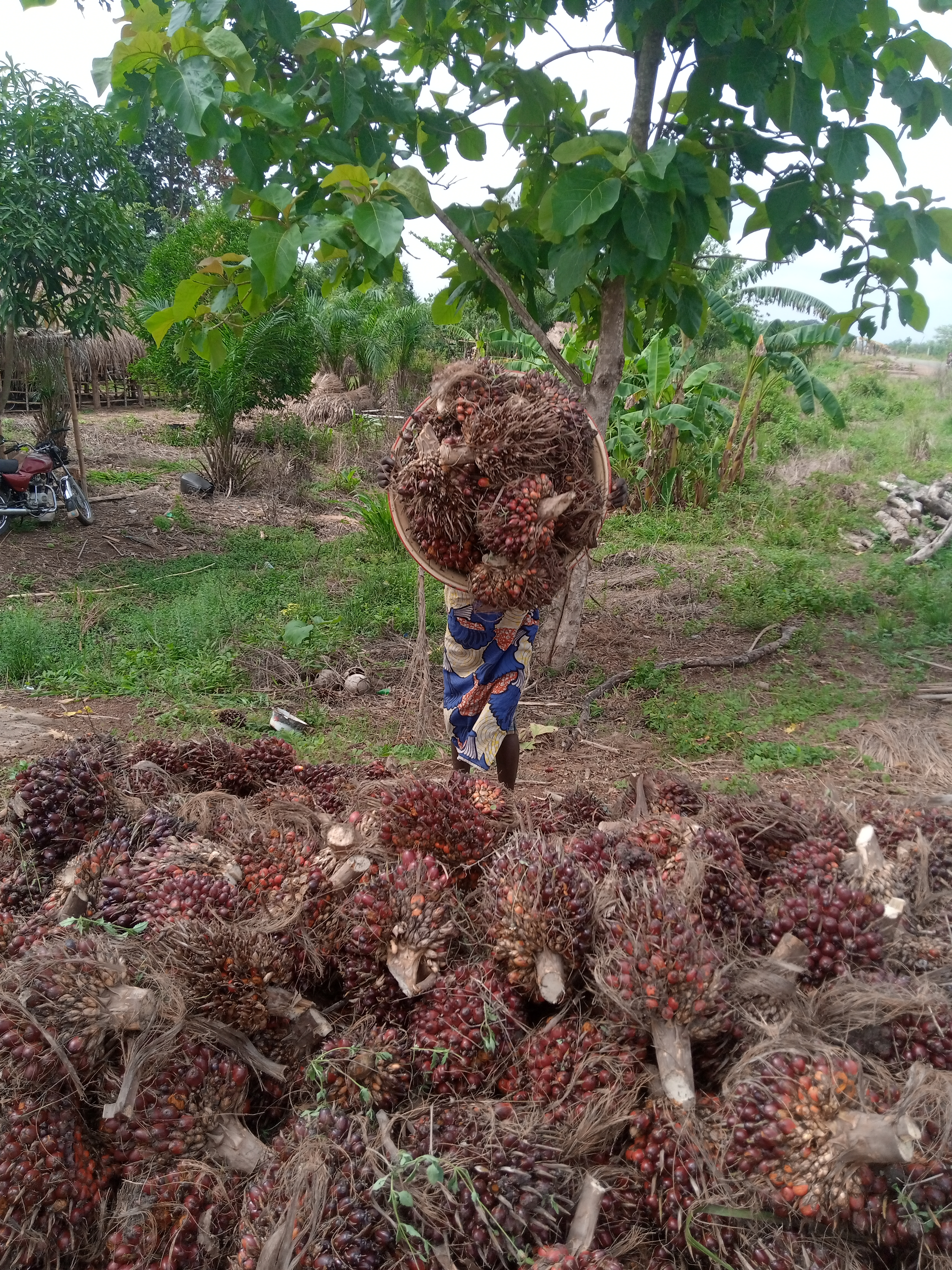 File:Ramassage des régimes de noix de palme à Pobé 03.jpg - Wikimedia  Commons