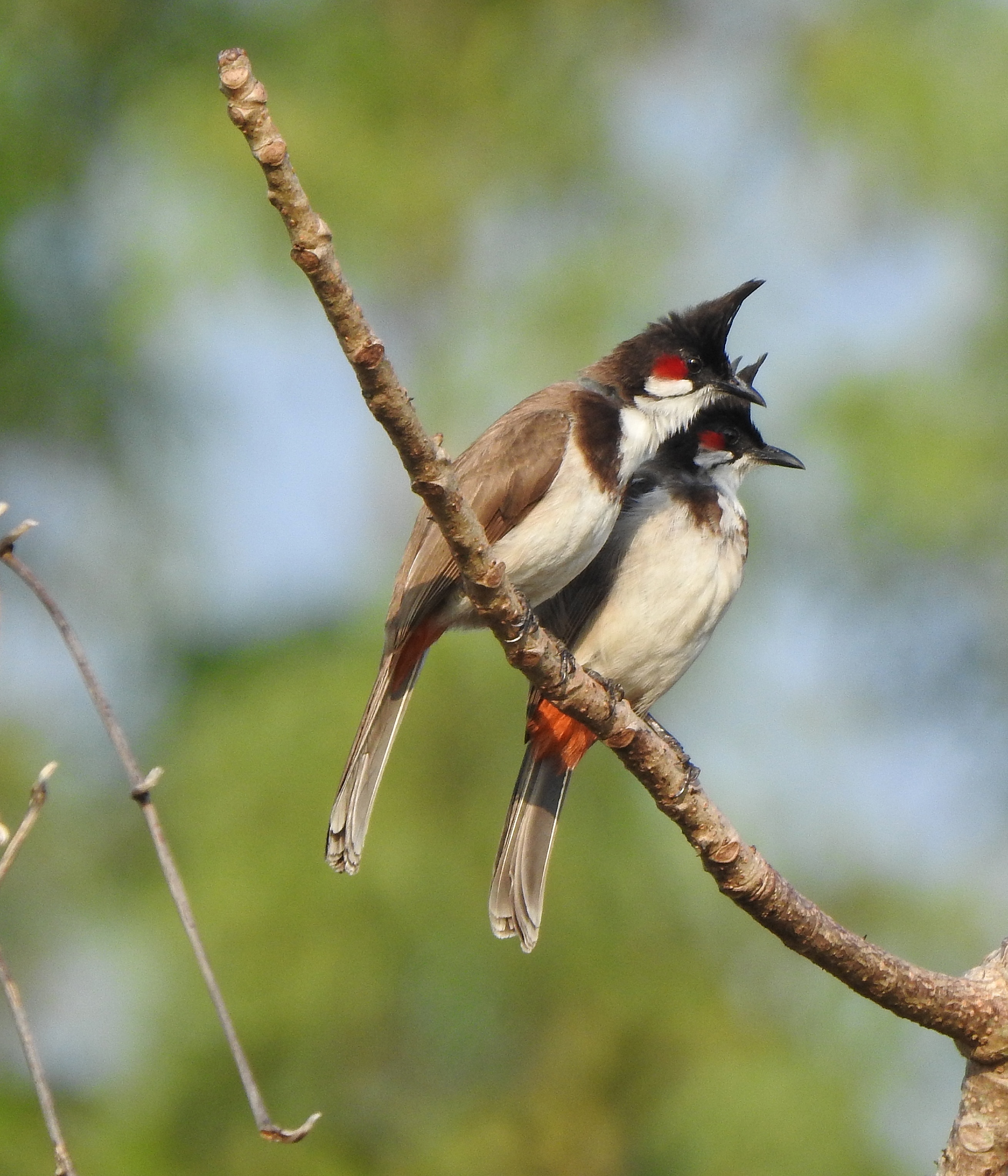 Red-whiskered bulbul - Wikipedia