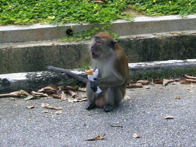 File:Rhesus Macaque 2.jpg