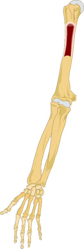 Thumbnail for File:Right arm bone marrow.gif