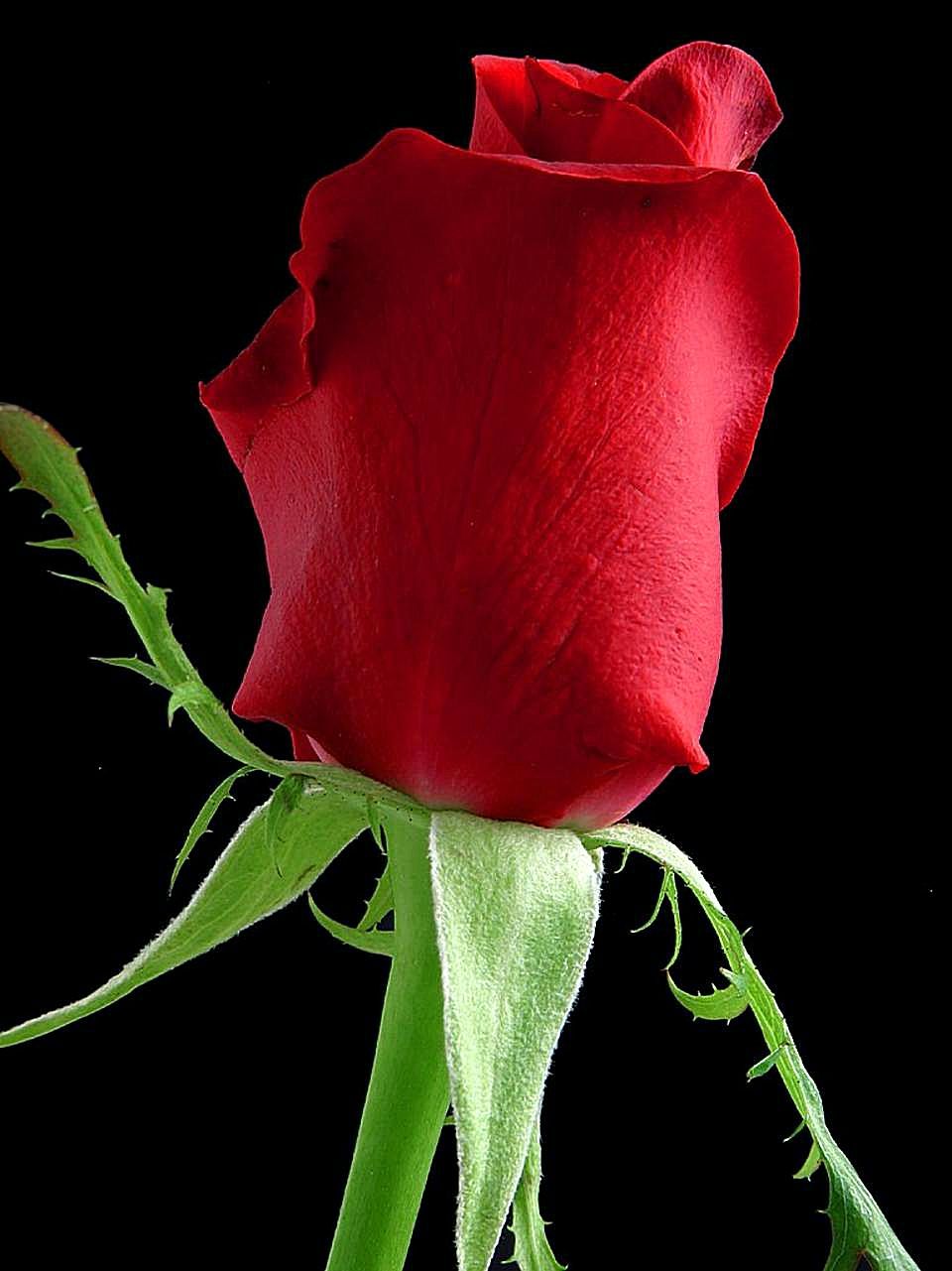 File:Rose flower black background.jpg - Wikimedia Commons