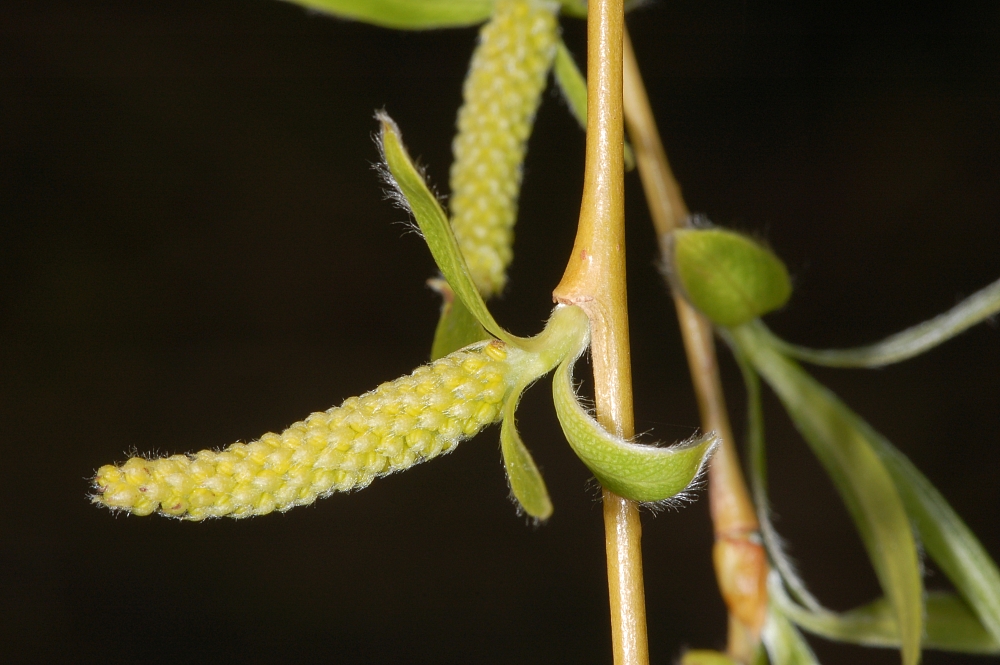 Что является частью мужского растения ивы. Salix Alba. Ива белая (Salix Alba). Ива белая — Salix Alba семена. Salix repens nitida.