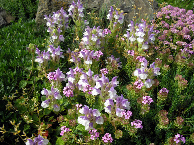 File:Scutellaria alpina 3b.JPG