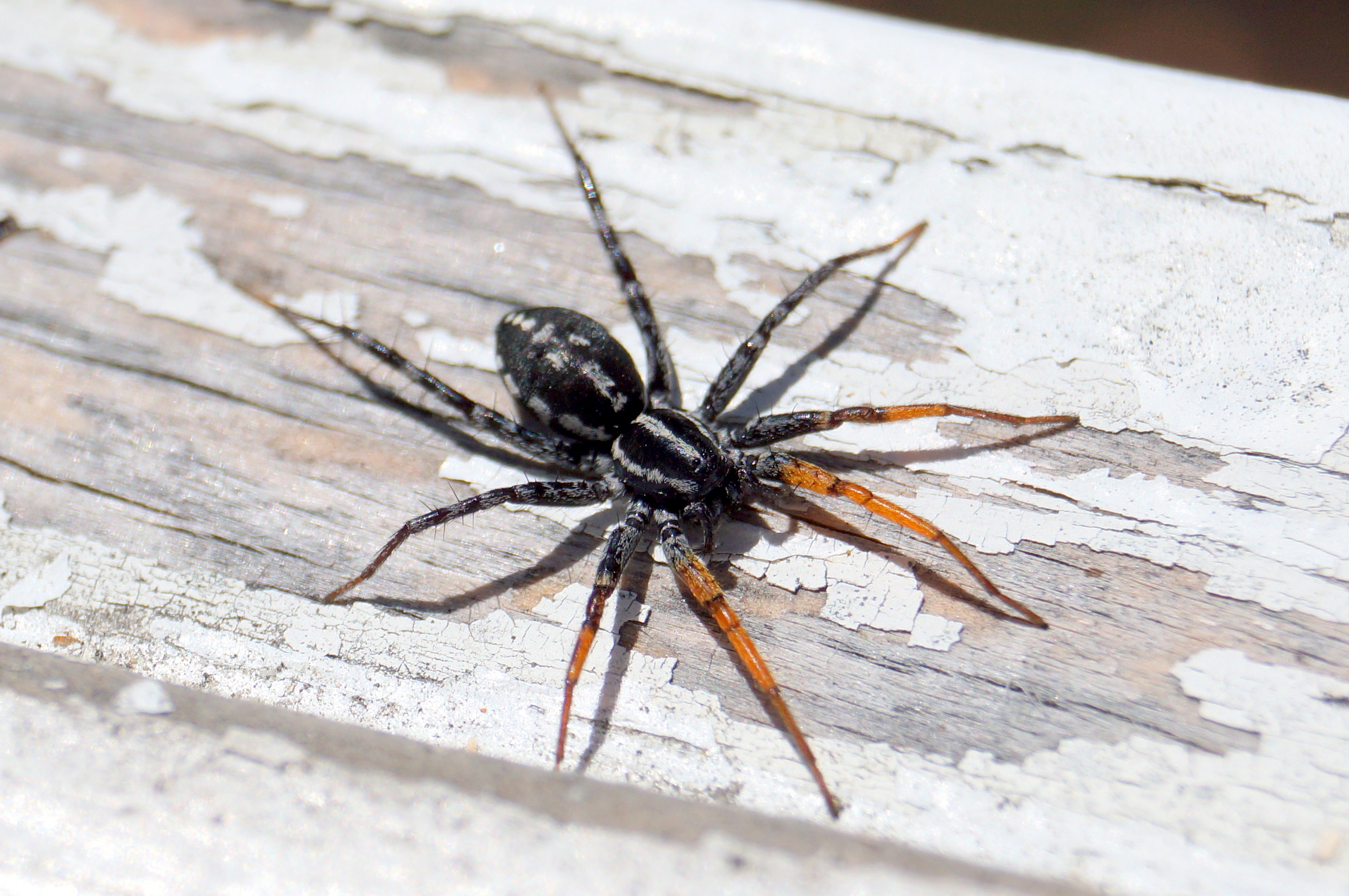 Spider with black-tan striped legs, Melbourne Australia : r/whatsthisbug