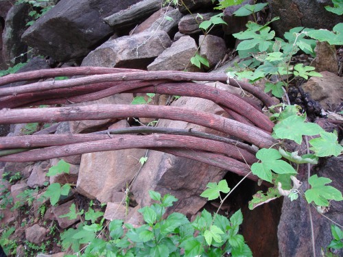 File:Ventilago denticulata in Chhattisgarh.jpg