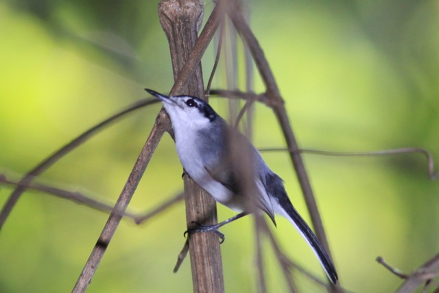 File:White-lored Gnatcatcher (8258748718).jpg