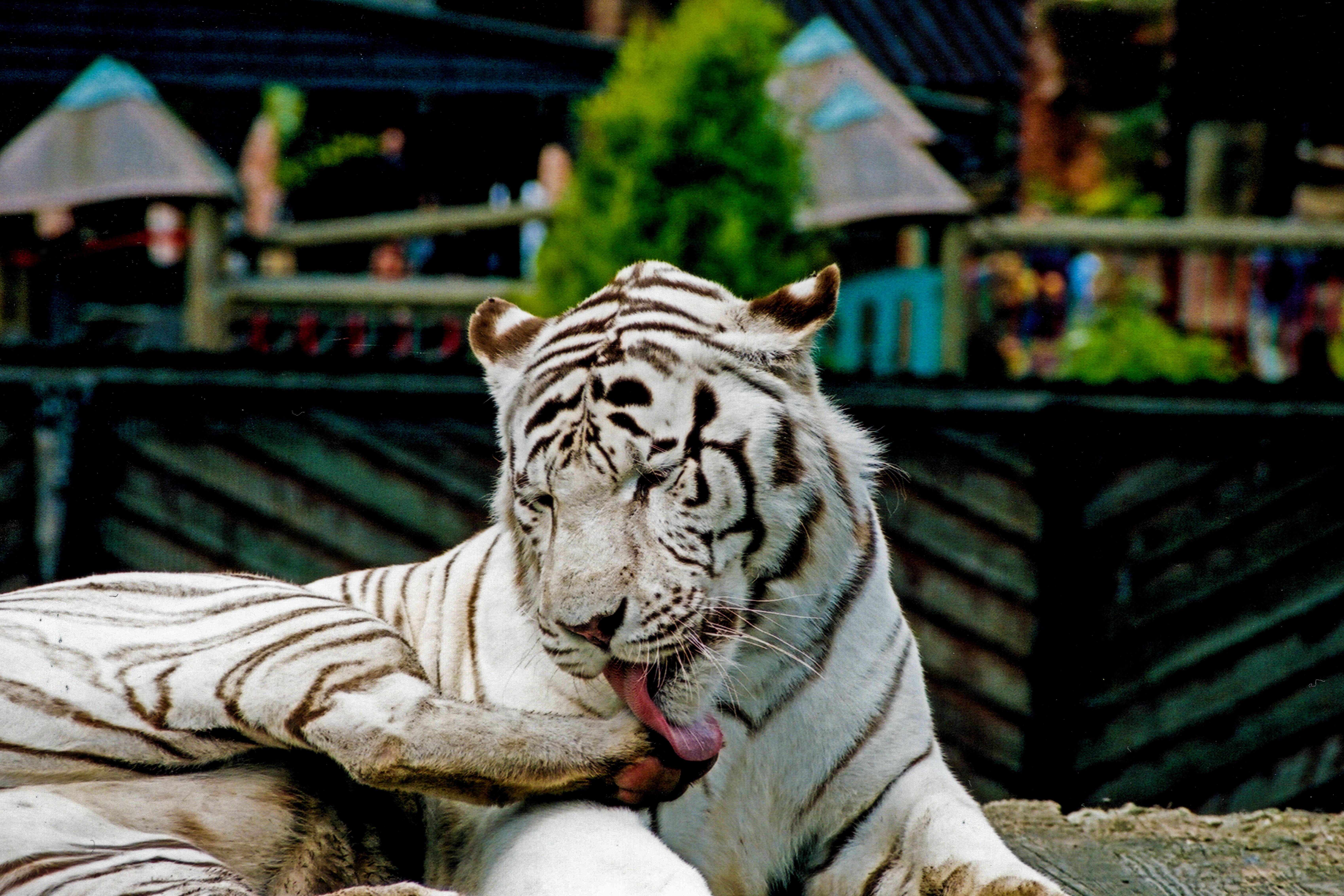 White zoo. White Tiger - White Tiger (1986). Вайт тигр Липецк. 1060 White Tiger ASUS. Tiger 28 May 2004.