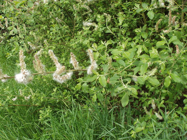 File:Willow leaves and fluffy flowers - geograph.org.uk - 438736.jpg