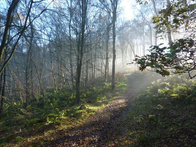 File:Woodland sunshine - geograph.org.uk - 2163149.jpg