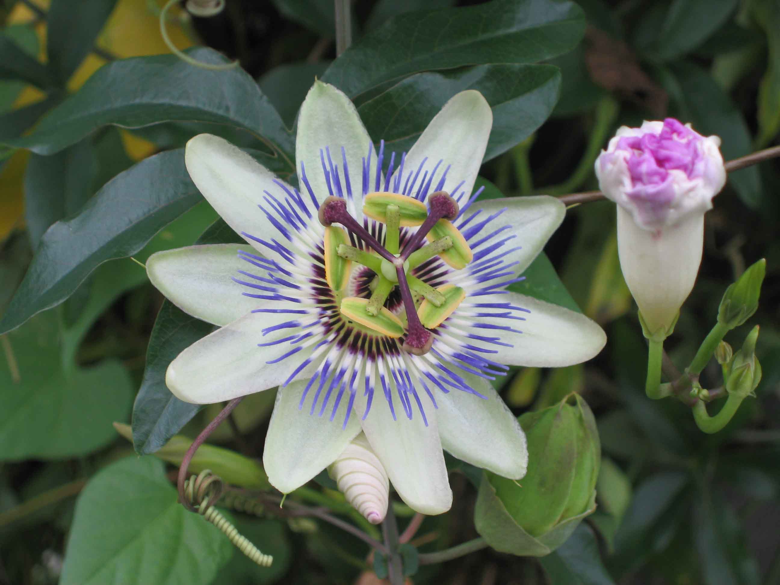 File 西番蓮 Passiflora Caerulea 日本京都 Kyoto Japan Jpg Wikimedia Commons