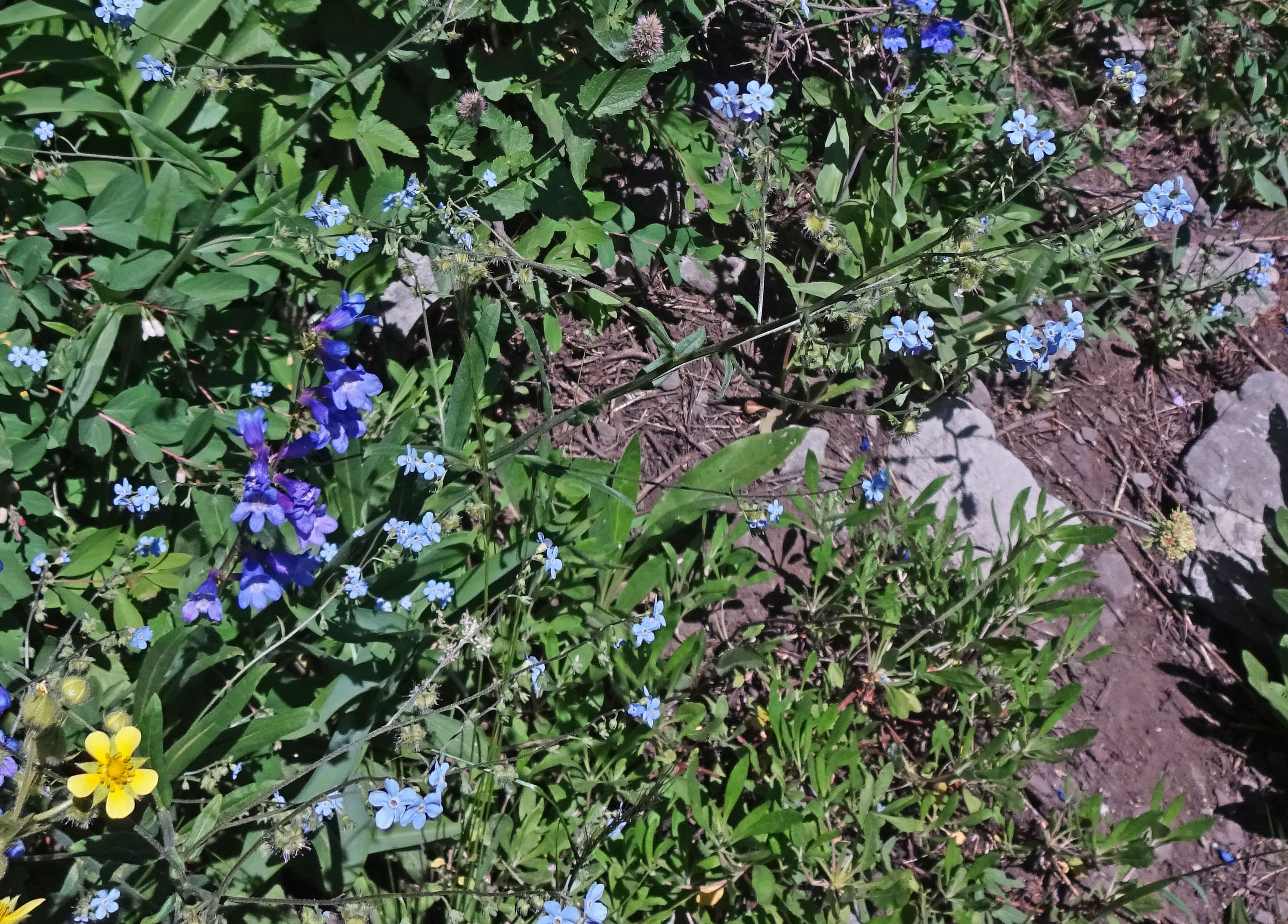 1 10 41 43. North Park (Phacelia formosula). Альта растение фото.