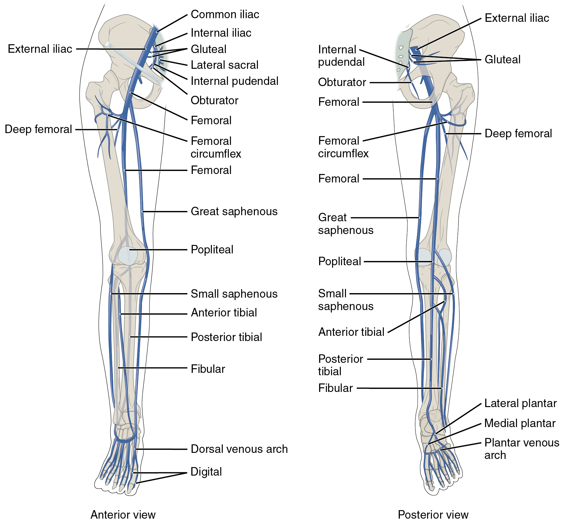 lower limb bones diagram