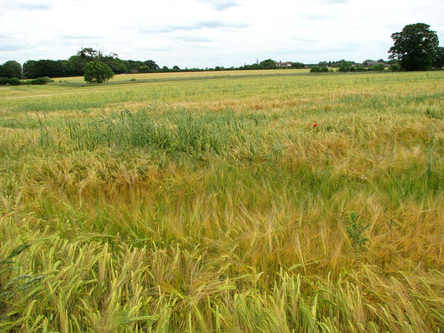 File:A field of ripening barley - geograph.org.uk - 1362315.jpg