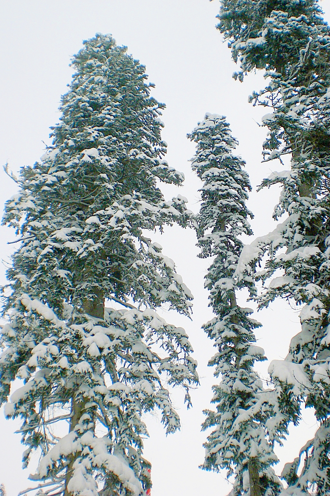 Schneebedeckte Altbäume der Nordmann-Tanne (Abies nordmanniana).