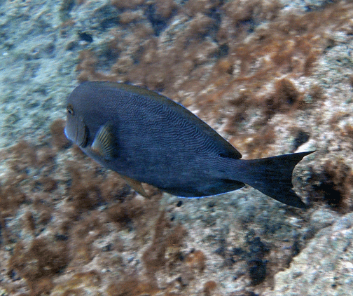 Acanthurus nigroris.gif