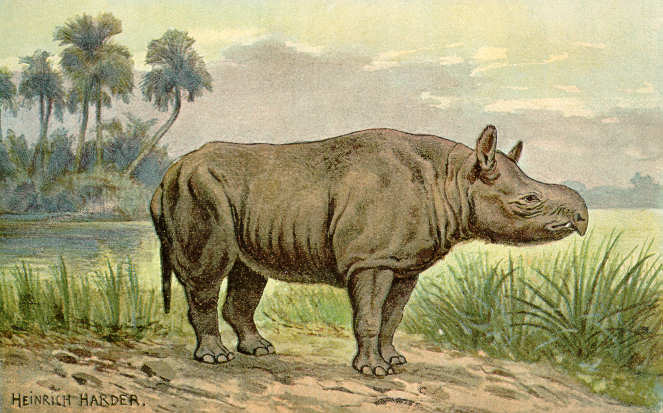 File:Aceratherium.jpg