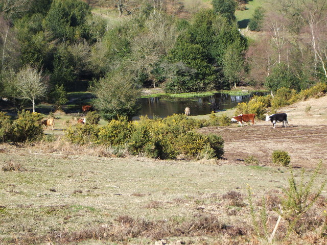 File:Acres Down Pond - geograph.org.uk - 368182.jpg