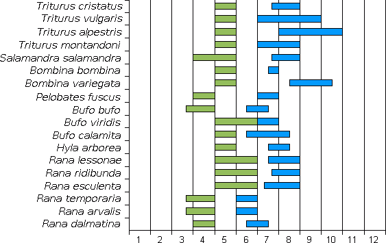 Amphibian metamorphosis timeline.png