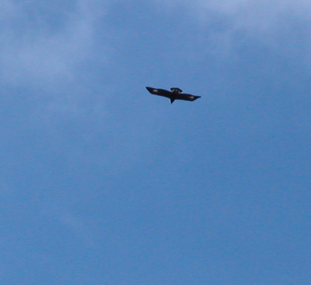 File:Aquila chrysaetos - Juvenile Golden Eagle - Isle of Arran Scotland.jpg