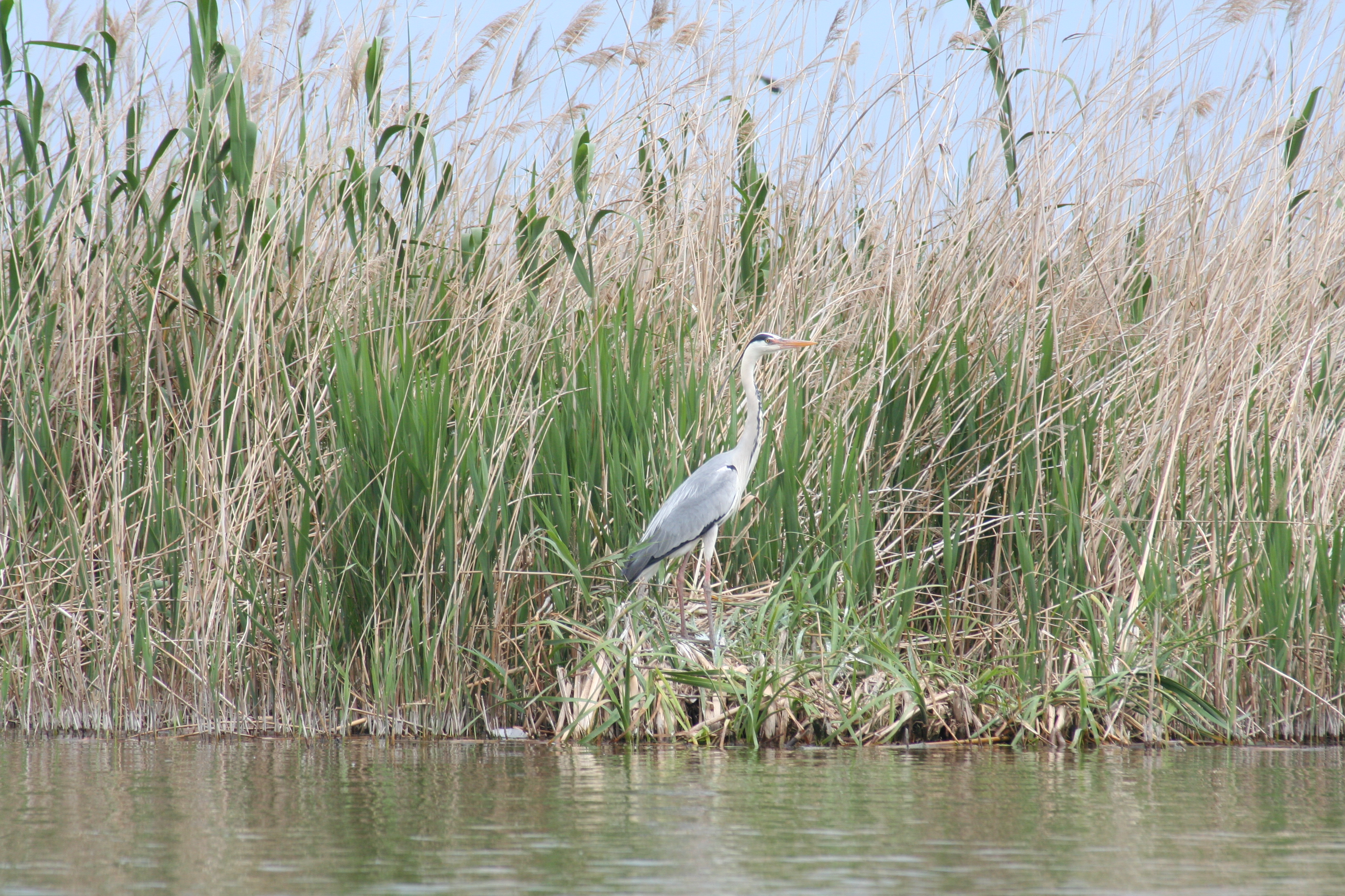 Grey heron in the reeds of Albufera lake, Valencia.