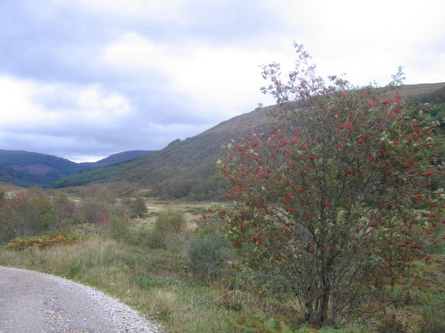 File:Autumn Berries - geograph.org.uk - 269199.jpg