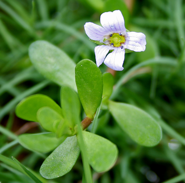 File:Bacopa monnieri W IMG 1612.jpg